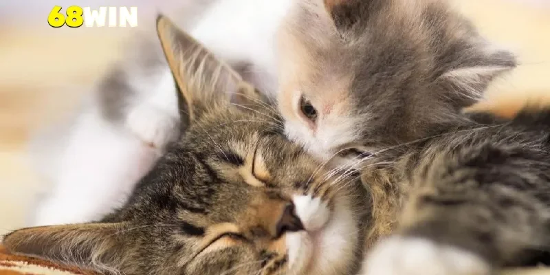 Mèo trong giấc mơ là biểu tượng của điều gì?