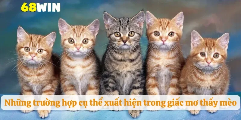 Những trường hợp cụ thể xuất hiện trong giấc mơ thấy mèo